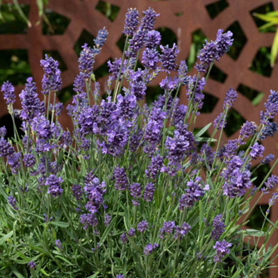 B&Q -  Lavender 'munstead Strain' Compact Fragrant Perennial For Containers & Borders Lavandula 9Cm