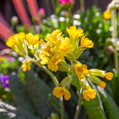 Marshalls Garden Primula Veris (Cowslip) Perennial PlugScented Yellow Spring FlowersHardy & Low Maintenance 9Cm from B&Q