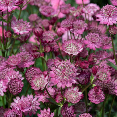 Marshalls Garden Astrantia 'button Cerise' Cerise-Pink Perennial Pollinator-Friendly 2 Litre Plant from B&Q