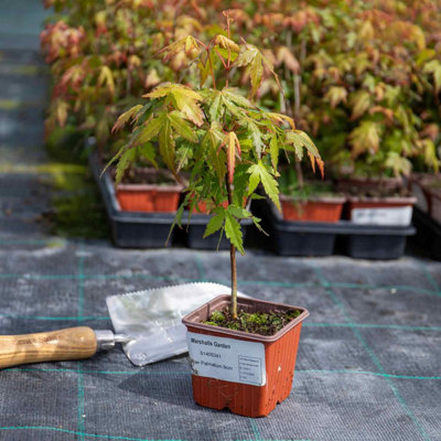 Marshalls Garden Acer Palmatum 3 Litre Plant from B&Q