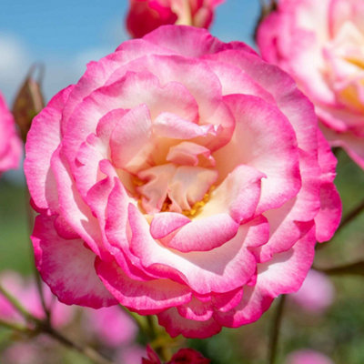 Marshalls Garden Rose 'Handel' - Climbing Hybrid Tea Rose (2.5-4.0m ...