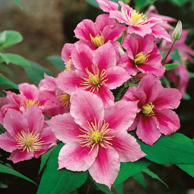 Marshalls Garden Clematis Plant Hybrid 'pilu' 2 Litre Plant from B&Q