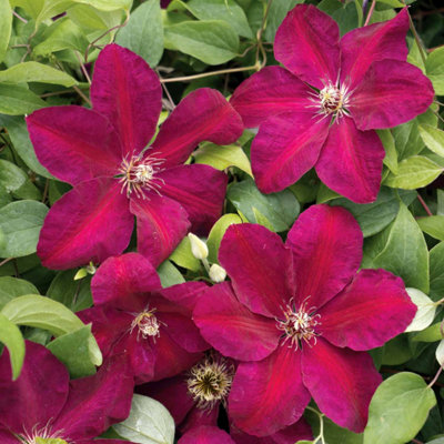 Marshalls Garden Clematis Plant 'westerplatte' 2 Litre Plant from B&Q
