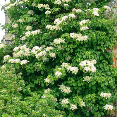Marshalls Garden Climbing Hydrangea Plant 'petiolaris' 9Cm Plant from B&Q