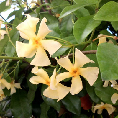 Marshalls Garden Star Jasmine 'star Of Toscane'Fragrant Evergreen Climbing Plant (Trachelospermum Jasminoides) 9Cm from B&Q