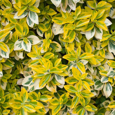 Marshalls Garden Euonymus Fortunei 'emerald 'n' Gold' Evergreen Variegated Groundcover Shrub 9Cm Plant from B&Q