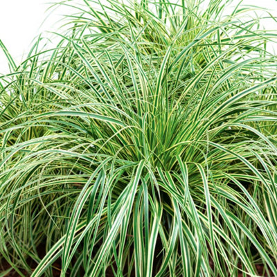 Marshalls Garden Carex Oshimensis 'evercream' Variegated Evergreen Sedge 9Cm Pot from B&Q