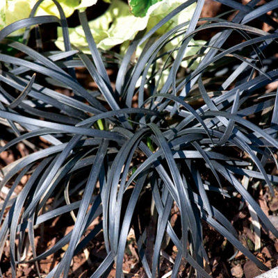 Marshalls Garden Ophiopogon Planiscapus 'nigrescens' Hardy Evergreen Perennial 9Cm Plant from B&Q