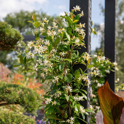 Marshalls Garden Star Jasmine (Trachelospermum Jasminoides) Evergreen Fragrant Climber 9Cm from B&Q