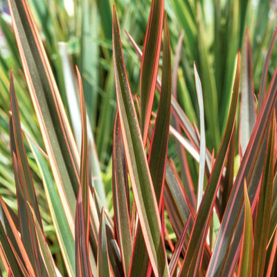 B&Q -  Phormium Plant 'maori Queen'Colourful Evergreen Border Accent 9Cm Plant