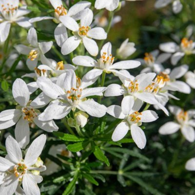 Marshalls Garden Choisya 'white Dazzler' (Mexican Orange Blossom) Evergreen Scented Shrub1 Pack 9Cm Plant from B&Q