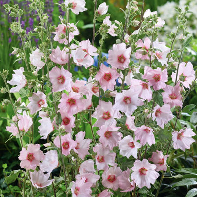 Marshalls Garden Lavatera Clementii 'barnsley Baby' Hardy Pink Fast-Growing Shrub 9Cm Plant from B&Q