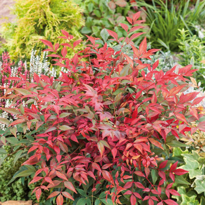 Marshalls Garden Nandina Domestica 'obsessed'Compact Evergreen Shrub For Pots And Borders 9Cm Plant from B&Q