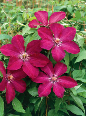 Marshalls Garden Clematis Plant 'rouge Cardinal' 3 Litre Plant from B&Q