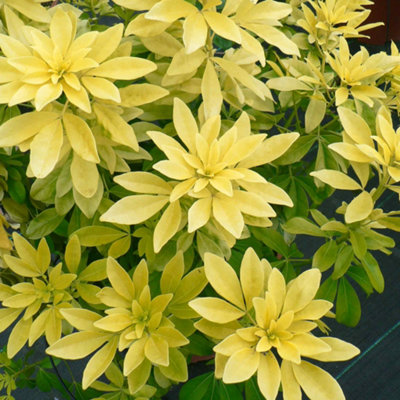 Marshalls Garden Choisya 'sundance' (Mexican Orange Blossom)Evergreen Yellow Shrub1 Pack 9Cm Plant from B&Q