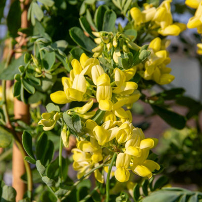 Marshalls Garden Coronilla 'glauca Citrina' Fragrant Evergreen Shrub 800mm 9Cm Plant from B&Q
