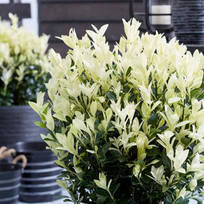 Marshalls Garden Euonymus 'himalaya' (Euonymus Japonicus) Evergreen Shrub For Low Hedging And Borders H5 Hardy Up To 700 mm from B&Q