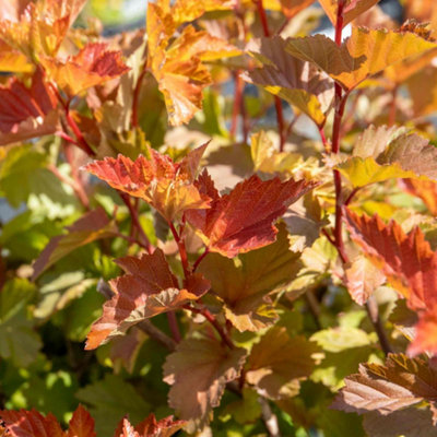B&Q -  Physocarpus 'magic Ball' Compact Deciduous Shrub 1200-1500mm 9Cm Plant