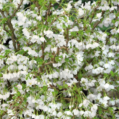 Marshalls Garden Prunus Incisa 'kojo-No-Mai'Compact Flowering Cherry For Small Gardens & Containers 9Cm from B&Q