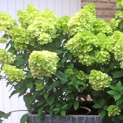 Marshalls Garden Hydrangea Plant 'mojito' 7.5 Litre Plant from B&Q