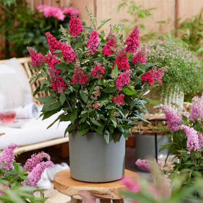 B&Q -  Buddleja Plant 'butterfly Candy Little Ruby' 7.5 Litre Plant