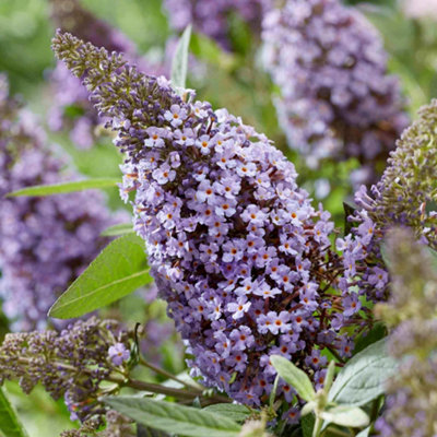 B&Q -  Buddleja Plant 'butterfly Candy Little Sweetheart' 3 Litre Plant