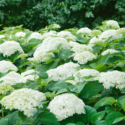 Marshalls Garden Hydrangea Plant 'annabelle' 3 Litre Plant from B&Q