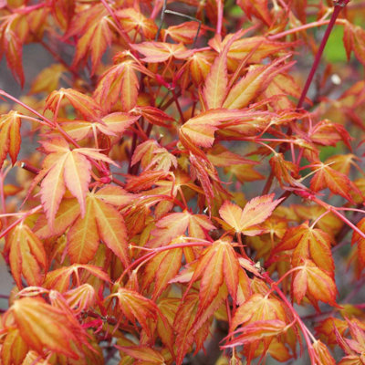 Marshalls Garden Orange/Yellow/Pink Acer Palmatum Plant 'Katsura' Litre Plant Size 3 B&Q