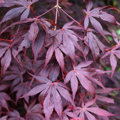 Marshalls Garden Purple/Red Acer Palmatum Plant 'Atropurpureum' Litre Plant Size 3 B&Q