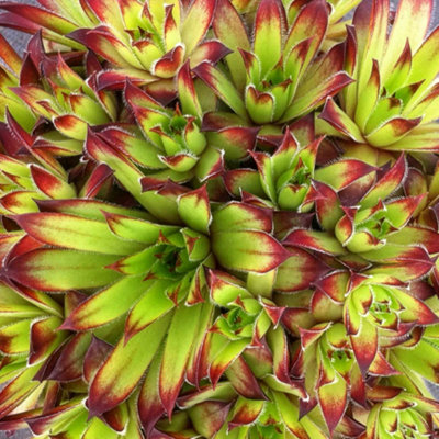 Marshalls Garden Sempervivum 'atlas' Hardy Succulent For Pots And Rockeries 9Cm Plant from B&Q