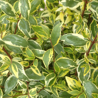 Marshalls Garden Abelia 'radiance' Grandiflora Variegated Fragrant Shrub 3 Litre Plant 3 Litre Plant from B&Q
