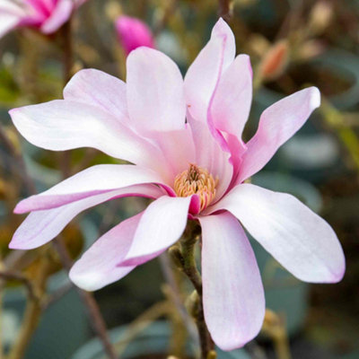 Marshalls Garden Magnolia 'leonard Messel'Rhs Award-Winning Compact Tree/shrub With Pink Star-Like Blooms 3 Litre Plant from B&Q