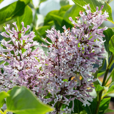 Marshalls Garden Syringa Patula 'miss Kim' Fragrant Purple Lilac Shrub 3L Pot from B&Q