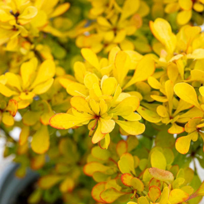 B&Q -  Berberis Thunbergii 'golden Horizon'Low-Growing Yellow-Green Barberry Shrub 3 Litre Plant