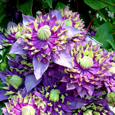 Marshalls Garden Clematis Plant 'taiga' 3 Litre Plant from B&Q