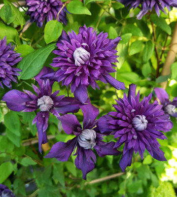 Marshalls Garden Clematis Plant 'kokonoe' 3 Litre Plant from B&Q