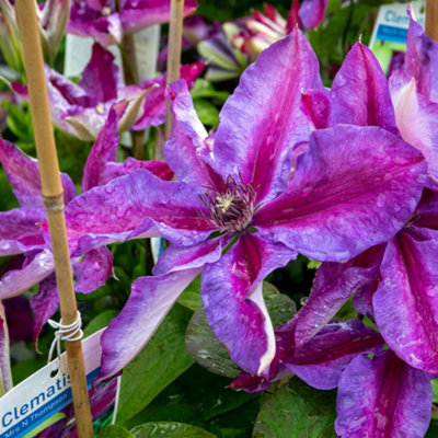 Marshalls Garden Clematis Plant 'mrs Thompson' 2 Litre Plant from B&Q