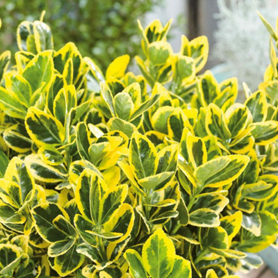 Marshalls Garden Euonymus Japonicus 'aureus' Quarter-Standard Evergreen ShrubGold-Edged Foliage 15 Litre from B&Q