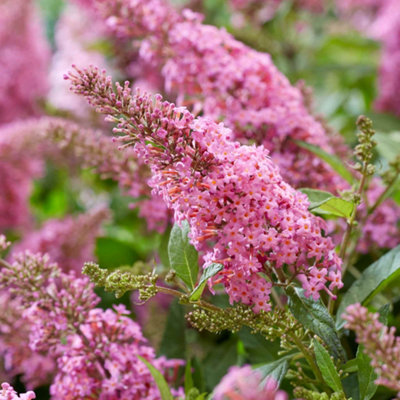 Marshalls Garden Buddleja Plant 'butterfly Candy Little Pink' 9Cm Plant from B&Q