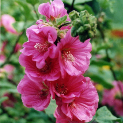 Marshalls Garden Lavatera 'red'Fast-Growing Mauve-Pink Cottage Garden Shrub1 Pack1200 mm 9Cm Plant from B&Q