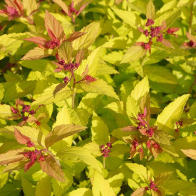 Marshalls Garden Spiraea Japonica 'magic Carpet'Low-Growing Pink-Flowering Groundcover Shrub 9Cm Plant from B&Q