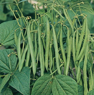 Marshalls Garden Cobra French Bean Climbing Seeds Pack Of 3 150 Seeds from B&Q