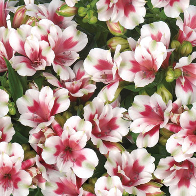 Marshalls Garden Alstroemeria 'inticancha Maya'Dwarf White-Red Throat Perennial For Pots6 Jumbo Plug Plants
