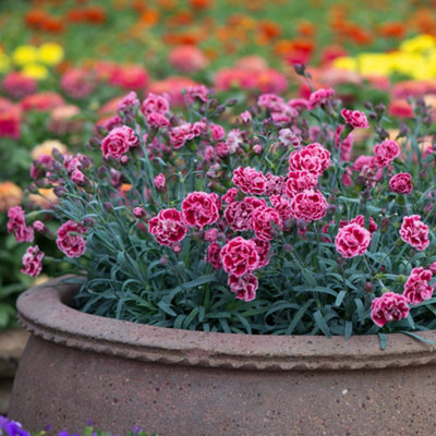 Marshalls Garden Dianthus 'pinks Scent First Sugar Plum'Fragrant Hardy Perennial For Pots3 Plug Plants from B&Q