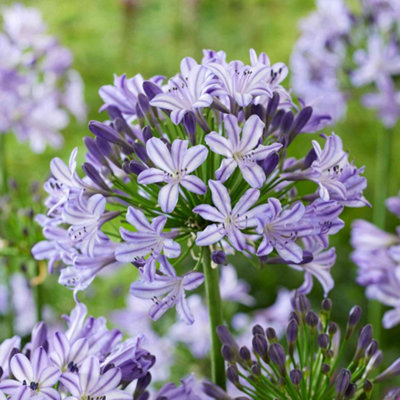 B&Q -  Agapanthus 'poppin Star' Pack Of 3 9CmTwo-Tone Mauve & Purple Flowering Perennial