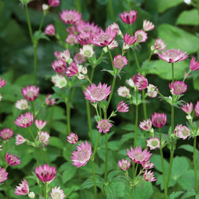 Marshalls Garden Astrantia 'roma' Perennial Deep-Pink Pincushion Flowers Rhs Agm 3 X 9Cm Plants from B&Q
