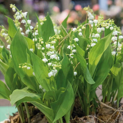 Marshalls Garden Lily Of The Valley (Convallaria Majalis)Fragrant Shade-Loving Perennial Rhs Agm 3 X 9Cm Plants from B&Q
