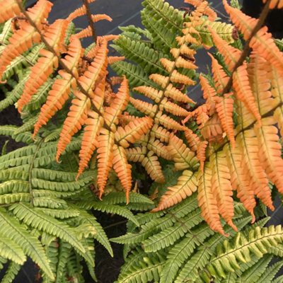Marshalls Garden Dryopteris 'jurassic Gold' Fern PlantPack Of 3 9CmHardy Shade-Loving from B&Q