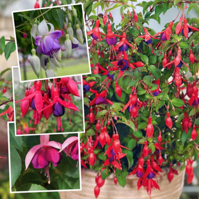 Marshalls Garden Fuchsia Hardy 9Cm Collection3 Pack For Borders And Containers from B&Q