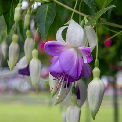 Marshalls Garden Fuchsia Hardy 'delta Sarah' Pack Of 3 X 9CmBlue And White Bedding Plants For Containers And Borders from B&Q